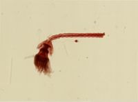 Cordylophora caspia image