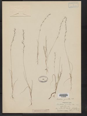Aristida longespica var. longespica image