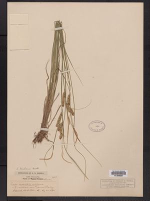 Carex stenolepis image