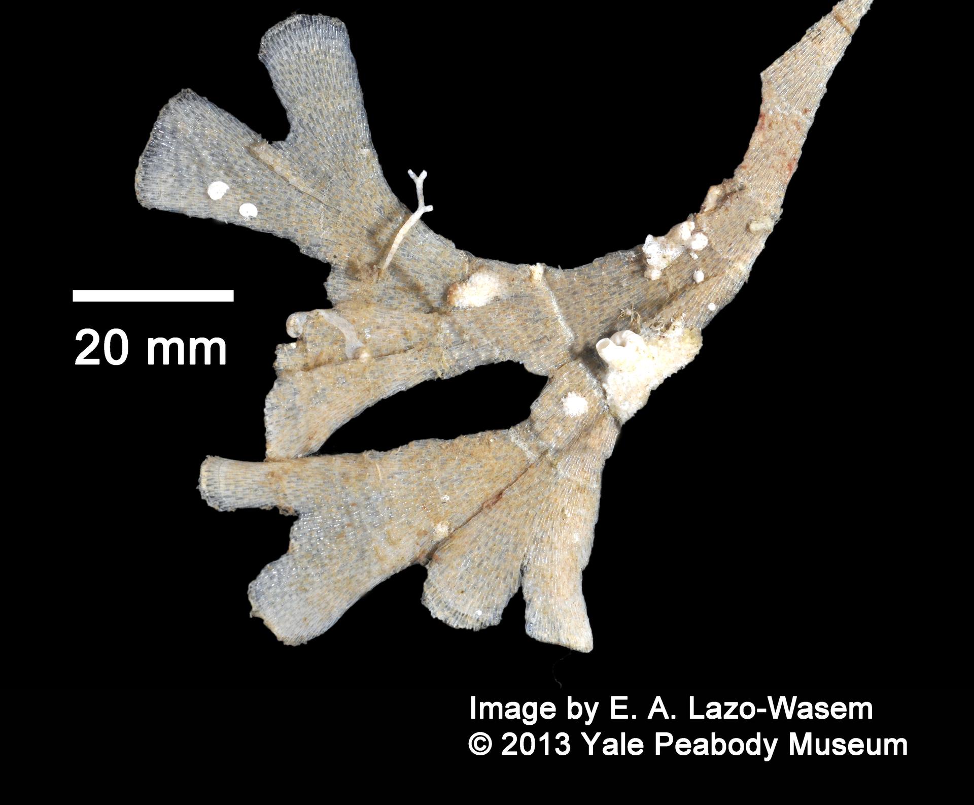 To Yale Peabody Museum of Natural History (YPM IZ 060835)