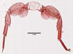 Platorchestia platensis image