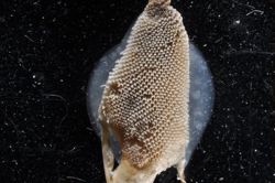 Jellyella tuberculata image