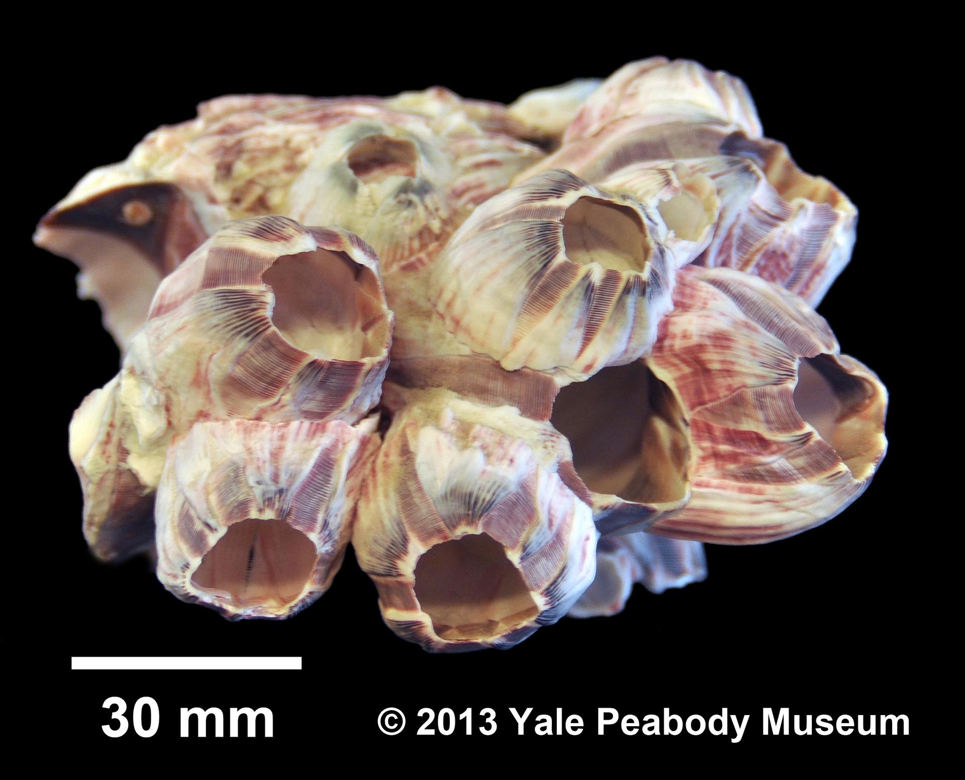 To Yale Peabody Museum of Natural History (YPM IZ 034914)