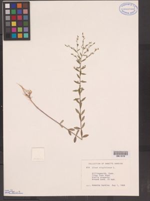 Linum virginianum image
