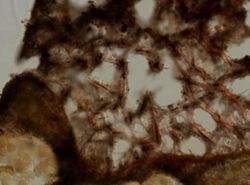 Clathria virgultosa image
