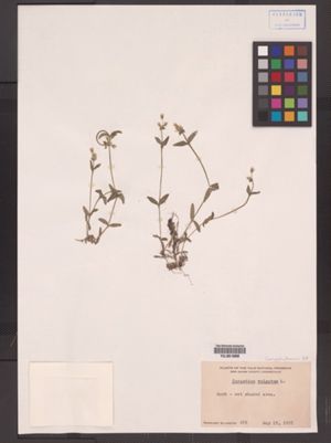 Cerastium fontanum ssp. vulgare image