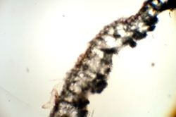 Oceanapia oleracea image