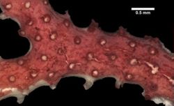 Hornera lichenoides image