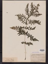 Athyrium filix-femina subsp. filix-femina image