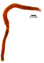 Amphiporus leuciodus image