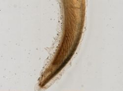 Branchiostoma lanceolatum image