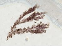 Caulibugula ciliata image