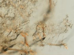 Callyspongia plicifera image