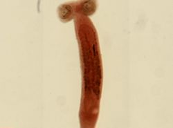Sphyranura osleri image