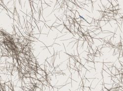 Spheciospongia vesparium image