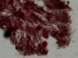 Clathria coralloides image