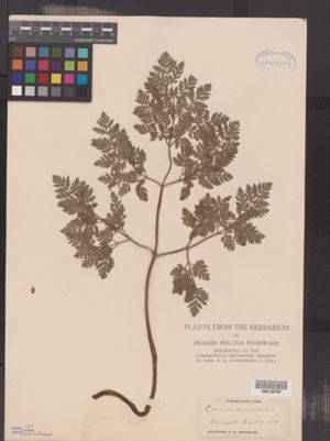 Image of Conium maculatum