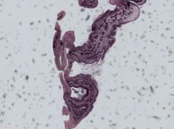 Gyrocotyle fimbriata image