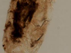 Mycale fibrexilis image