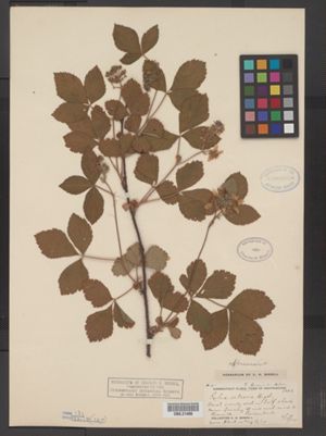 Rubus vermontanus image