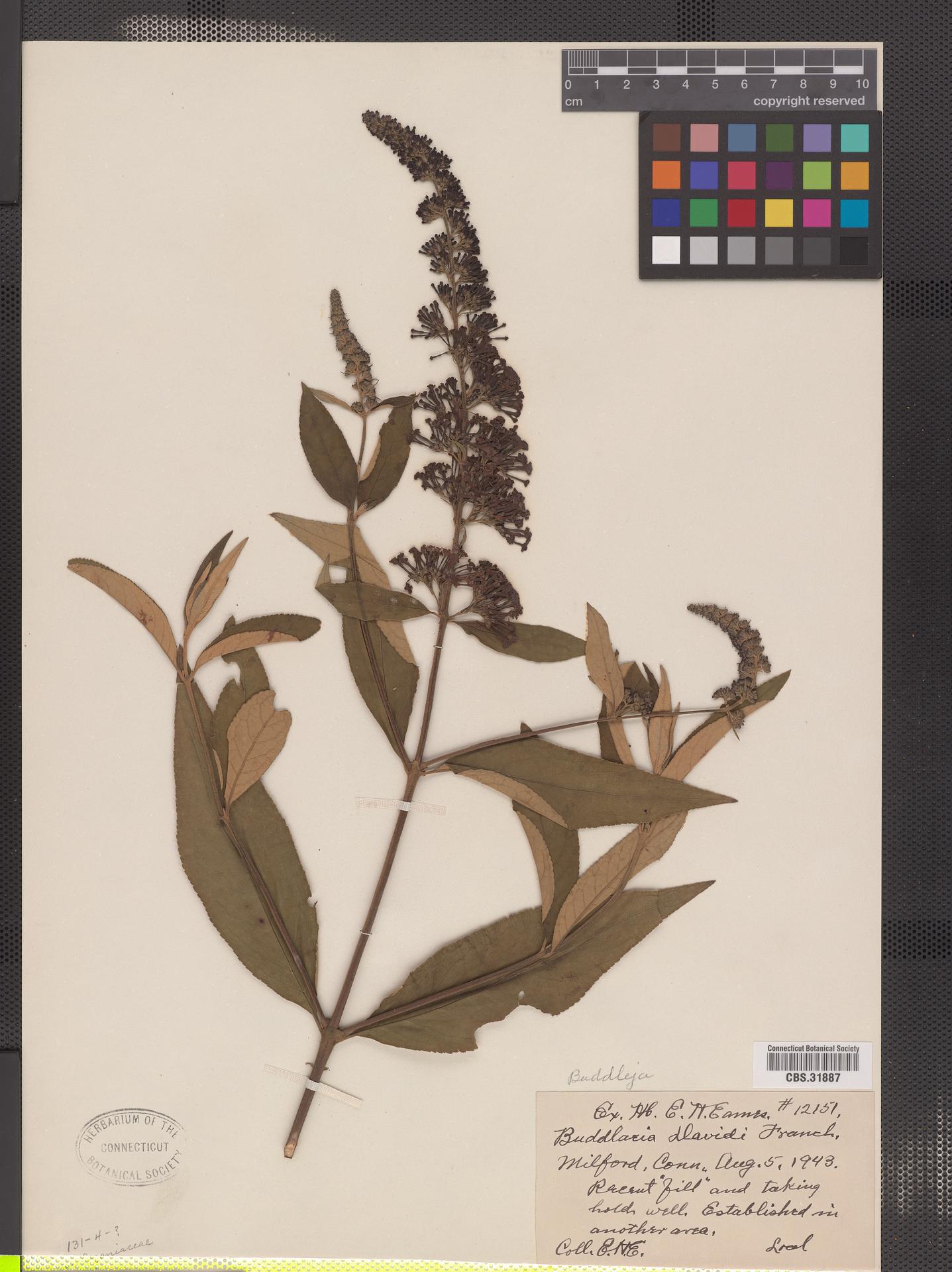 Scrophulariaceae image