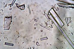 Tethya seychellensis image