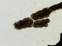 Scrupocellaria diegensis image