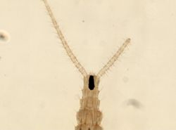 Campodea staphylinus image