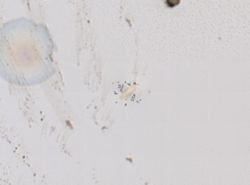Echinoderes remanei image