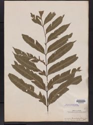 Asplenium anisophyllum image