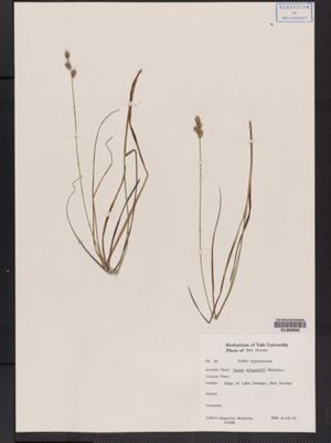 Carex wiegandii image
