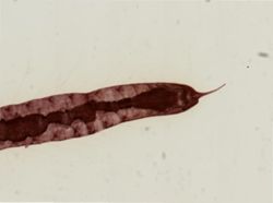 Stylaria lacustris image