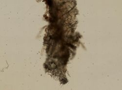 Hymeniacidon heliophila image