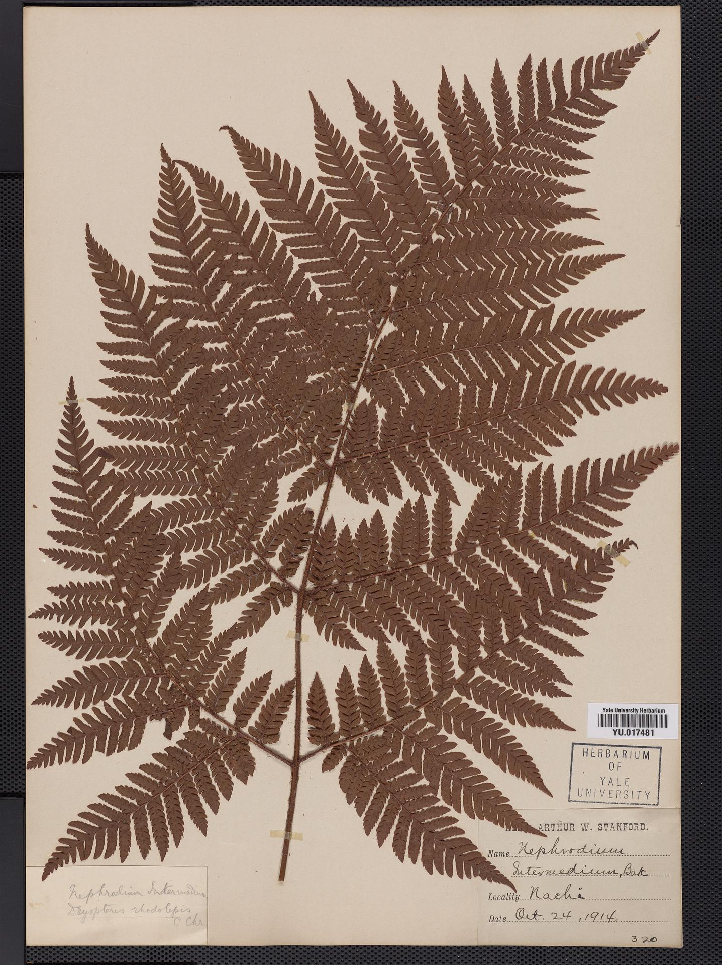 Ctenitis samoensis image
