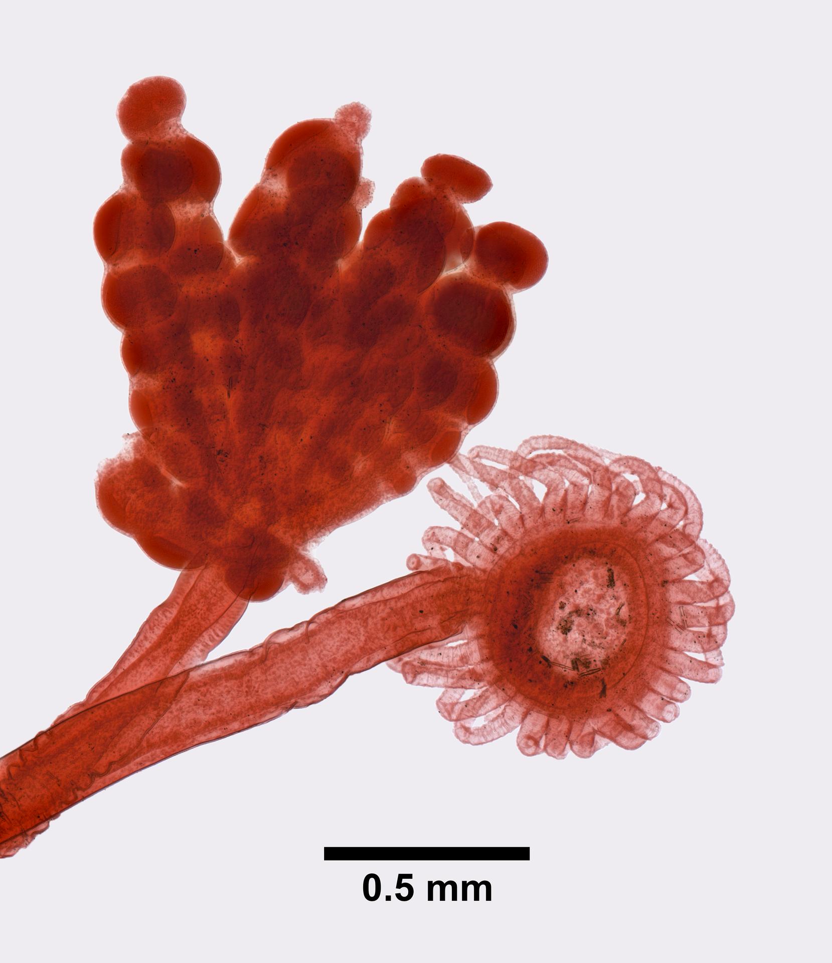 Eudendrium racemosum image