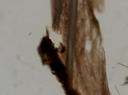 Cinachyrella australiensis image