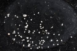 Jellyella tuberculata image