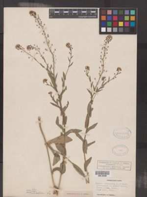 Image of Neslia paniculata