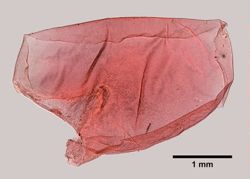 Laetmonice filicornis image
