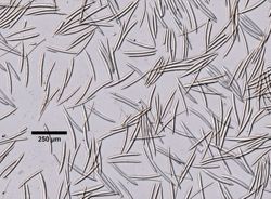 Neopetrosia carbonaria image