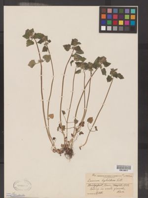 Lamium hybridum image