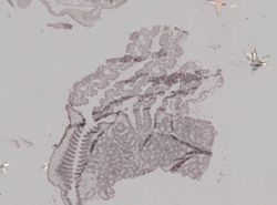 Crassostrea virginica image
