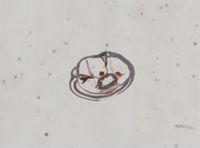 Phoronopsis harmeri image