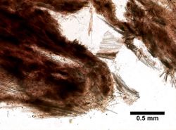 Dendoricella rhopalum image