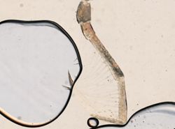 Astacilla granulata image