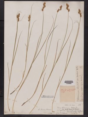 Carex hormathodes image