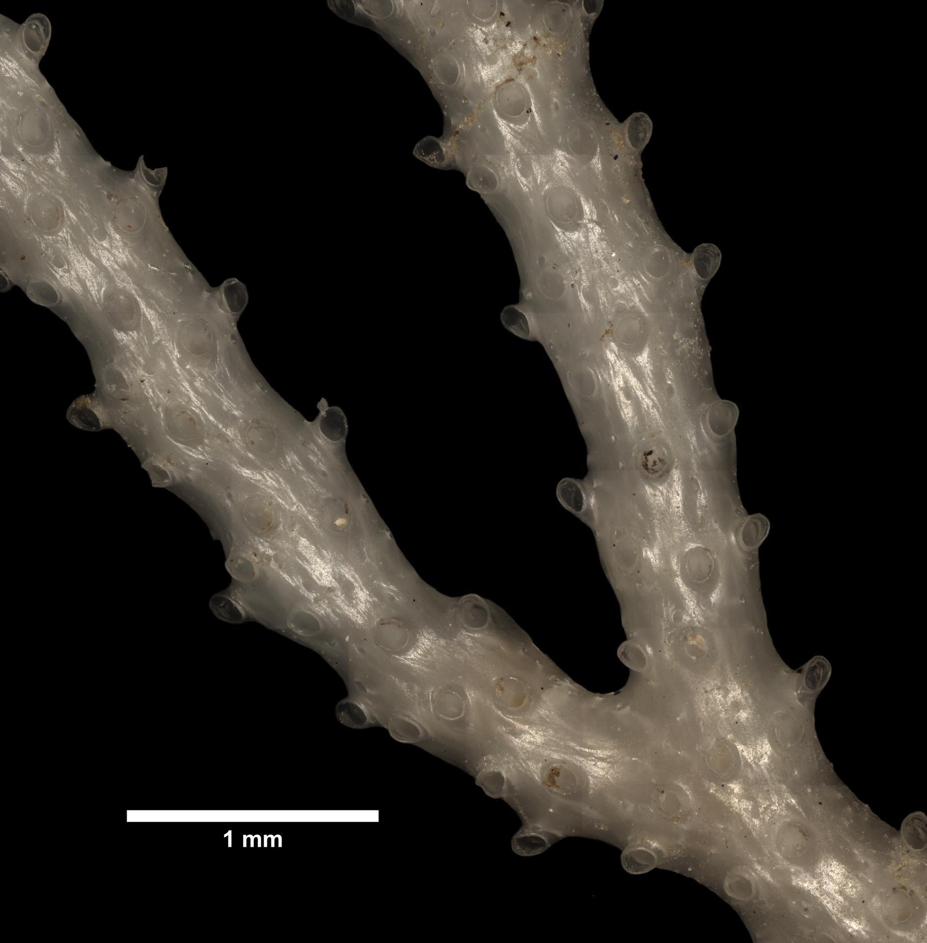 Hornera lichenoides image