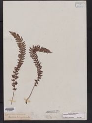Polystichum triangulum subsp. triangulum image