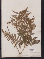 Hypolepis rugosula subsp. rugosula image