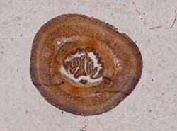Carinoma mutabilis image